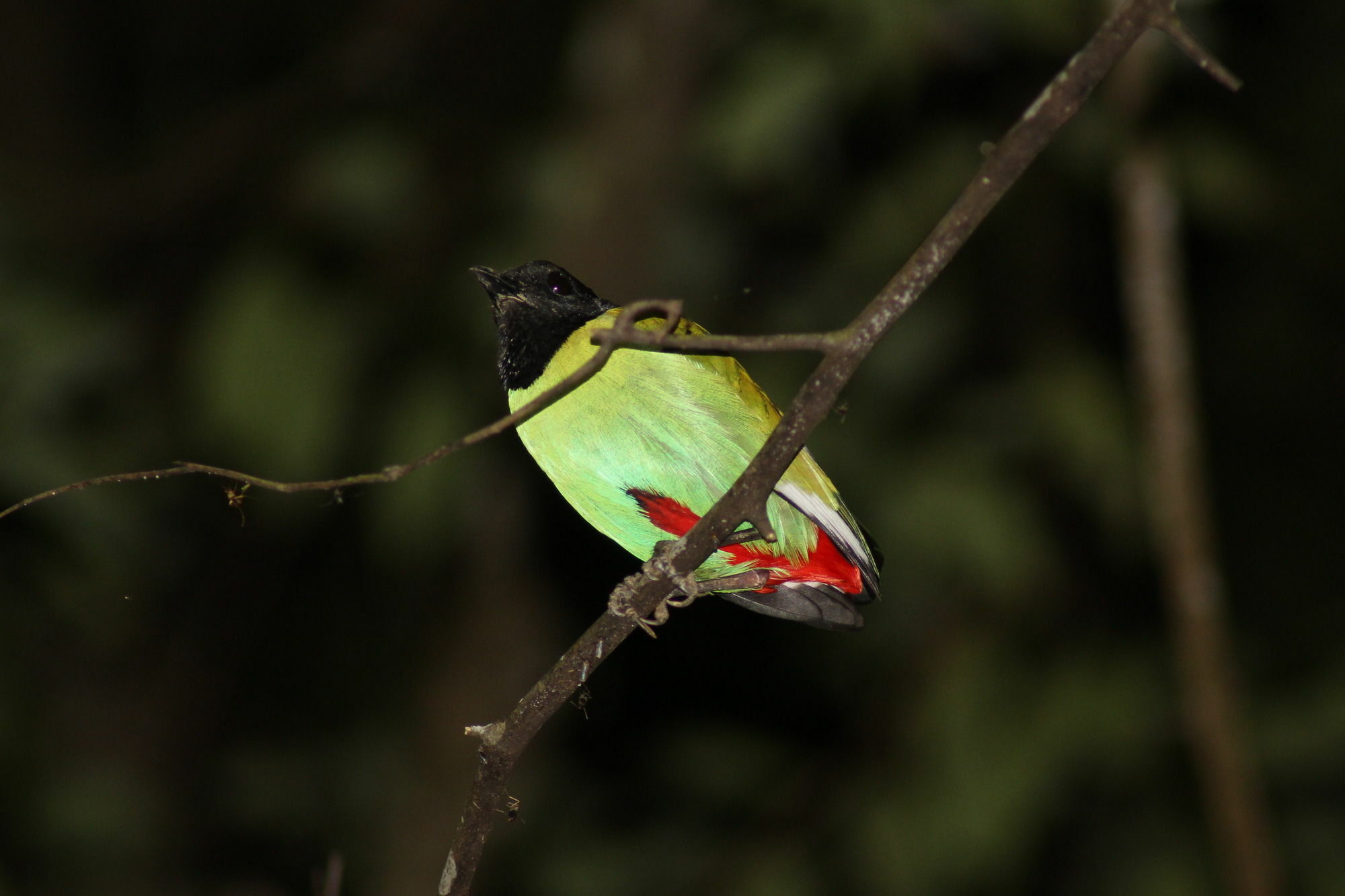 Borneo Natural Sukau Bilit Resort Eksteriør billede