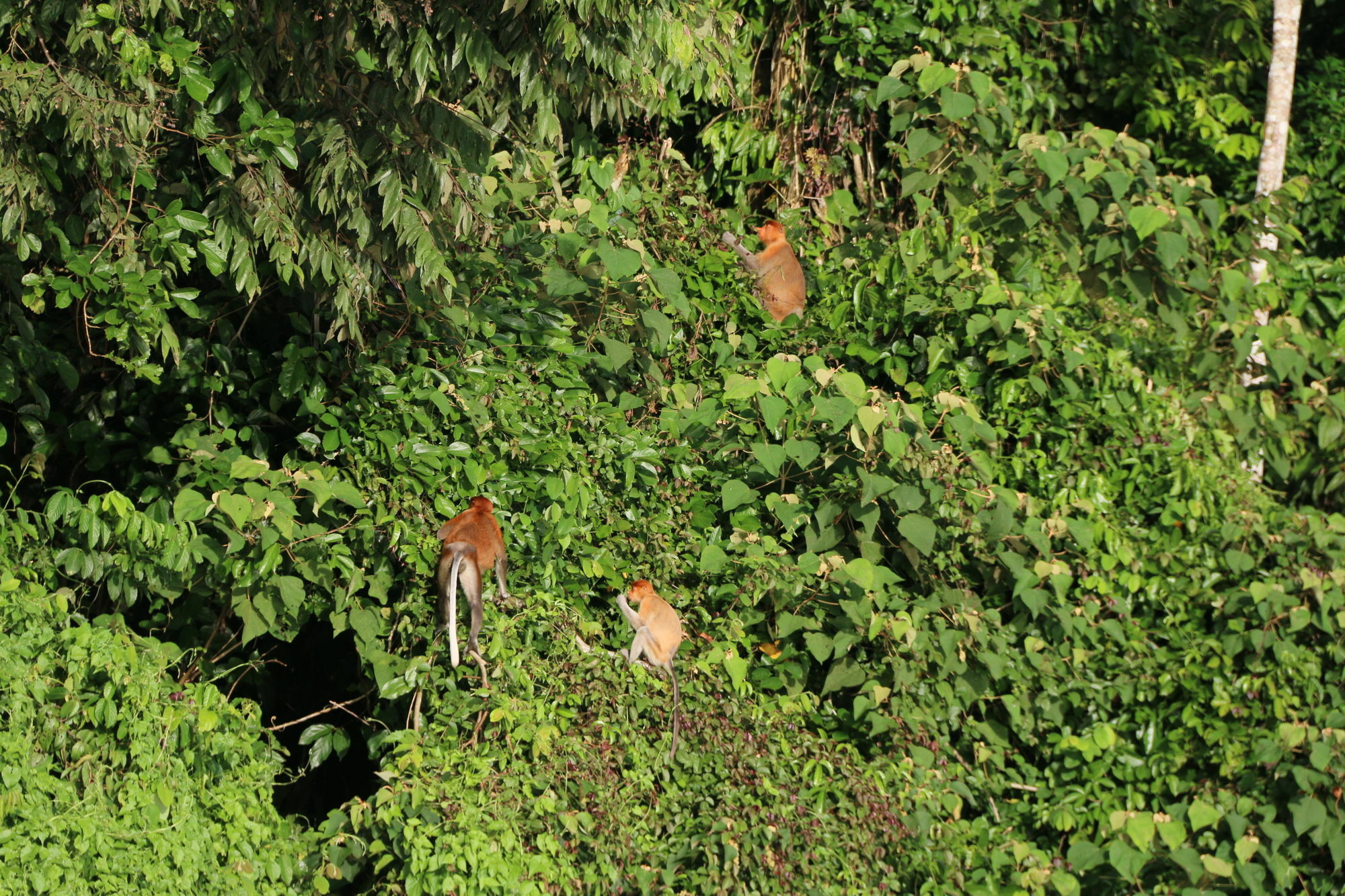Borneo Natural Sukau Bilit Resort Eksteriør billede